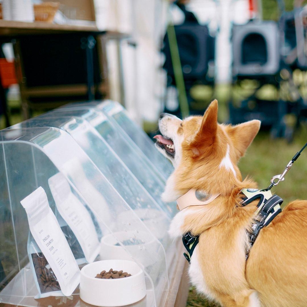 SELVE　 コーキー 2025/2/23(日) コーギーフェスティバル2025 春コーギーが数百～千頭