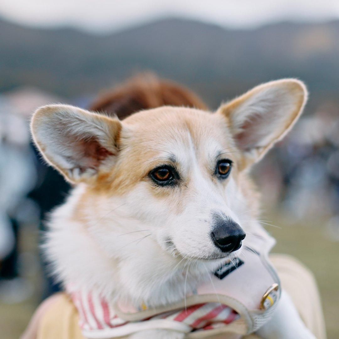 2025/2/23(日) コーギーフェスティバル2025 春コーギーが数百～千頭