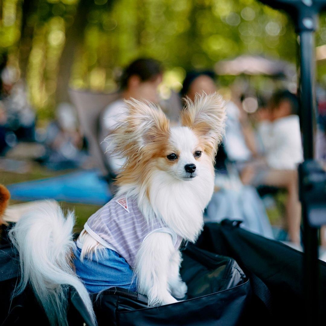 2025/4/13(日) パピヨンミートアップ2025 パピヨン数百頭集まる特別な