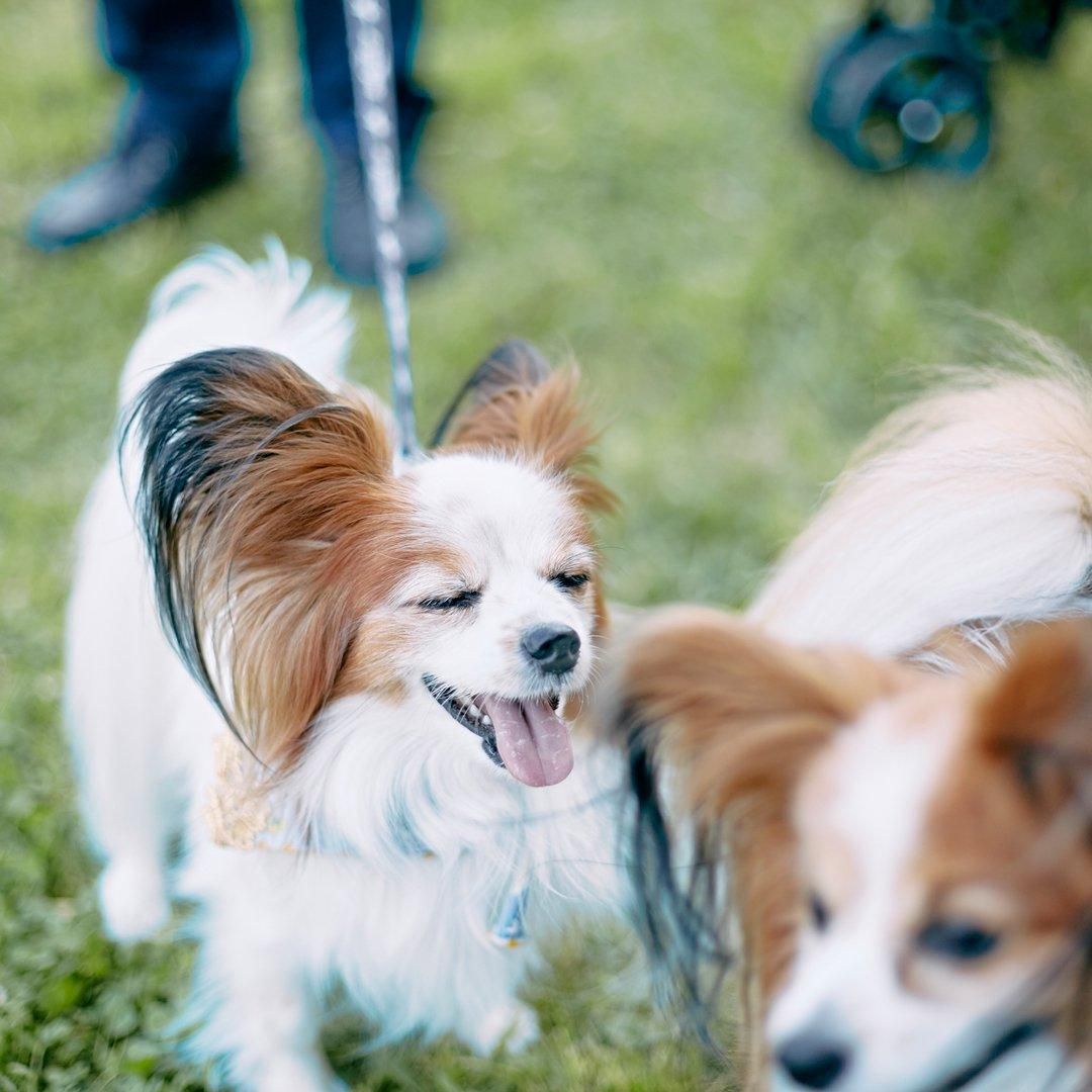 2025/4/13(日) パピヨンミートアップ2025 パピヨン数百頭集まる特別な