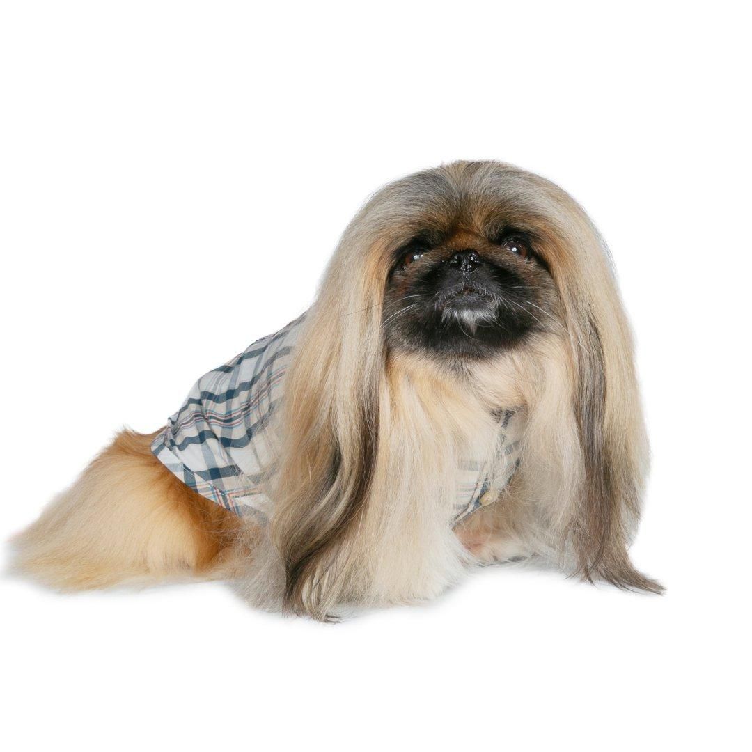 SHOKICHIさん掲載ページ（ポスターサイズ）#5117 SHOKICHIさん掲載ページ（ポスターサイズ）#5117