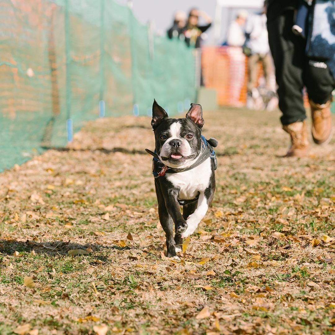 2025/10/13(月・祝) ボストンテリアフェスティバル2025 秋ボストン