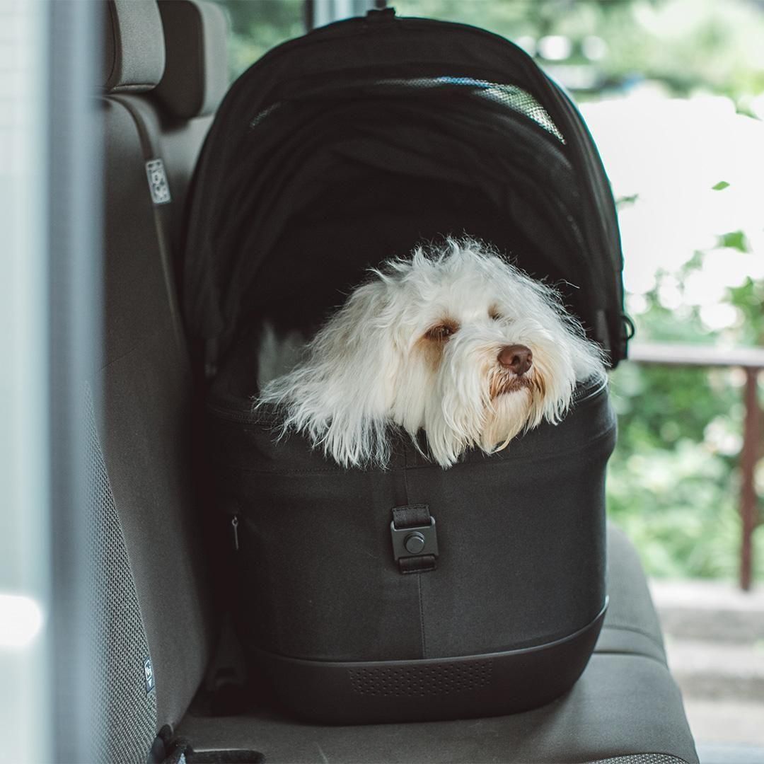 TAVO Maeve iso メイブ アイソ 7X - ドッググッズ・猫グッズ通販 free