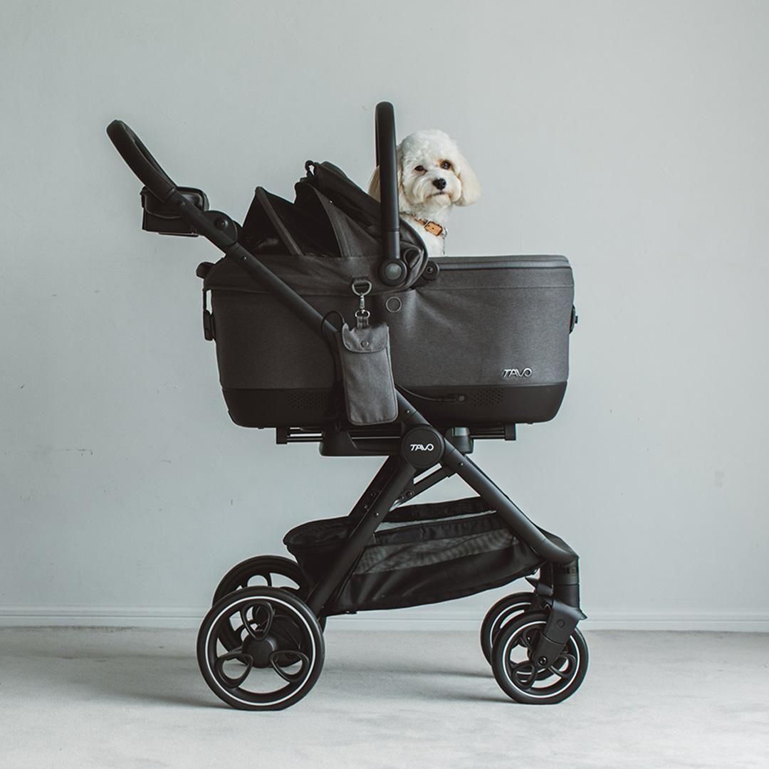 TAVO Maeve iso Wind メイブ アイソ ウィンド ＋ロスコー 6X - ドッグ