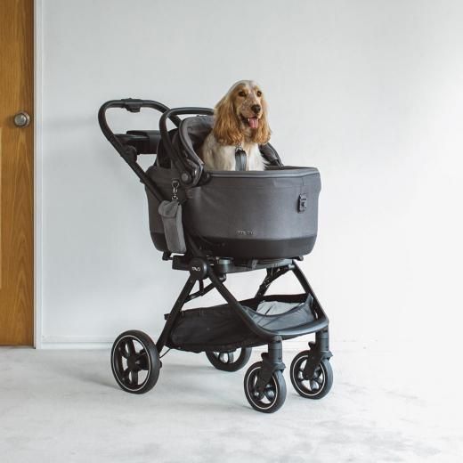 TAVO Maeve iso Wind ᥤ   ܥ 6X