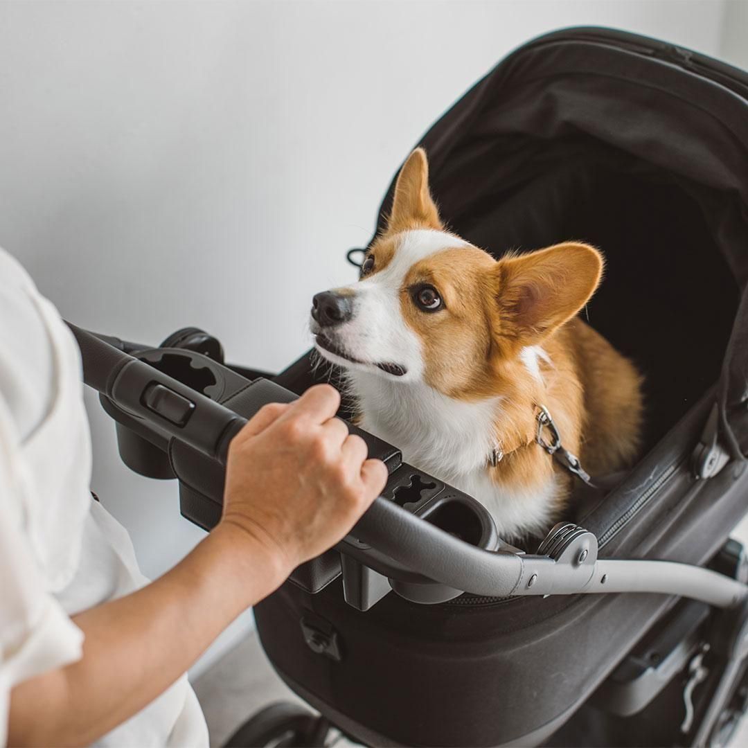 歩行用補助具 マフィンズヘイローエンジェルウィング　迷彩柄M 歩行用補助具】 マフィンズヘイロー（Muffin's Halo