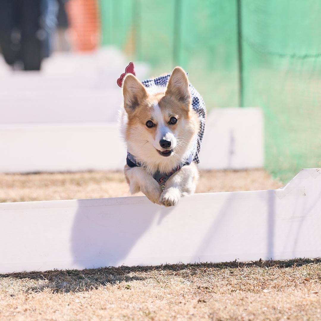 SELVE　 コーキー 楽天市場】カスタムキー チャイロイコグマ （ギザギザタイプ