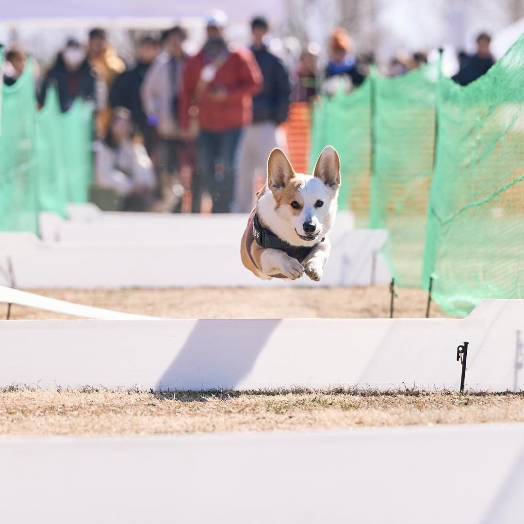 コーギー コーギー 羊毛フェルト コギ 羊毛 羊毛作品 犬 額 飾り
