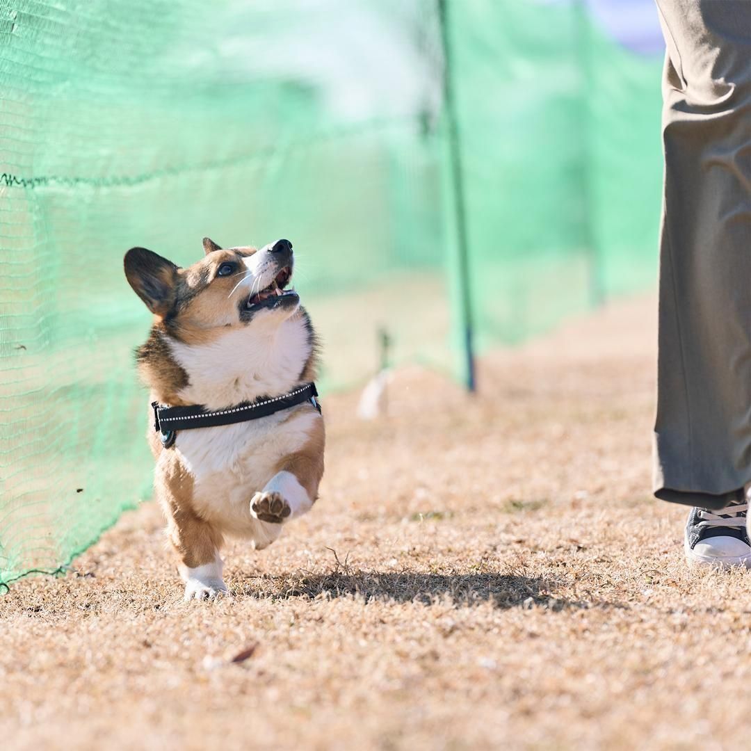 コーギーフェスティバル2025秋 50mスプリント&ハードル走予約ページ