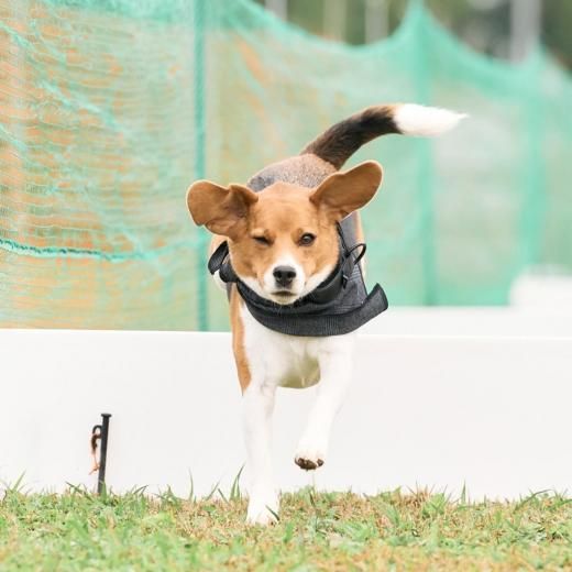 ӡߡȥå 2025 50mץ&ϡɥͽڡں