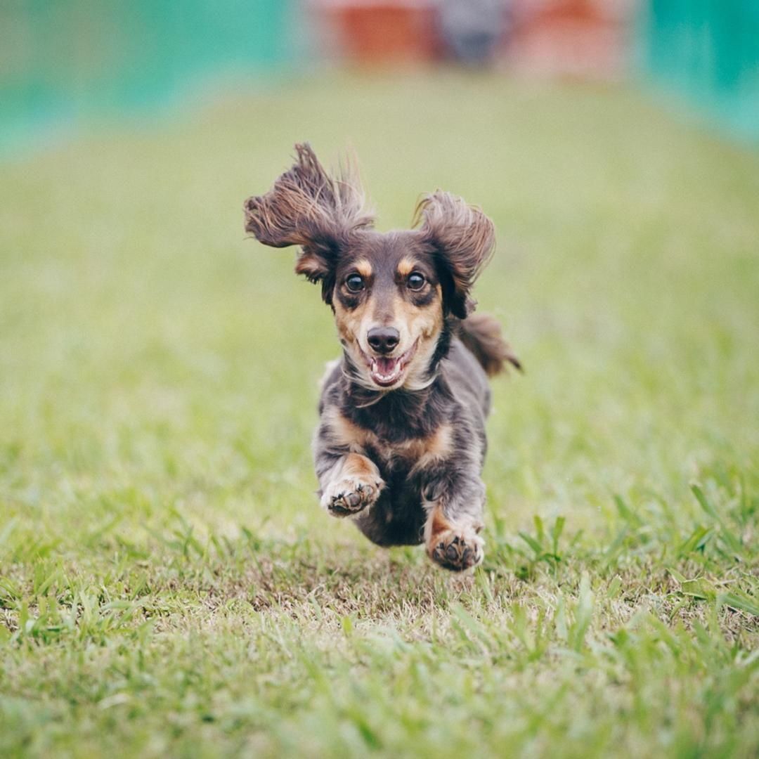 ダックスフンドアップ2025 50mスプリント&ハードル走予約ページ