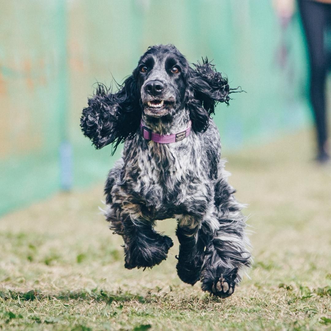 Robert Harrop (イギリス)　コッカースパニエル　ゴルフ　希少品 希少犬種フィールドスパニエルの仔犬・・・予約受付をします。 | 千葉