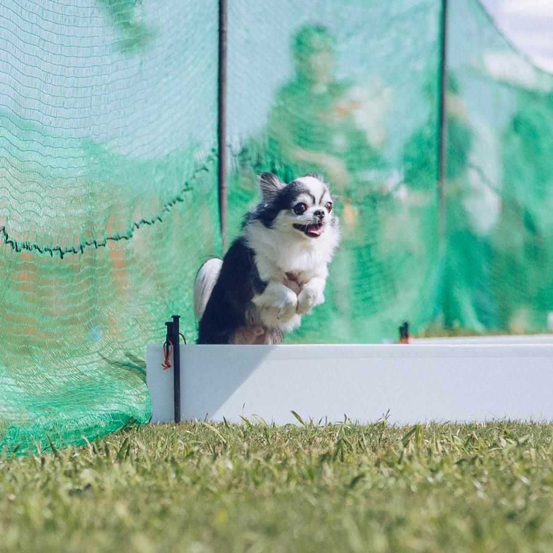 チワワフェスティバル2025 50mスプリント&ハードル走予約ページ