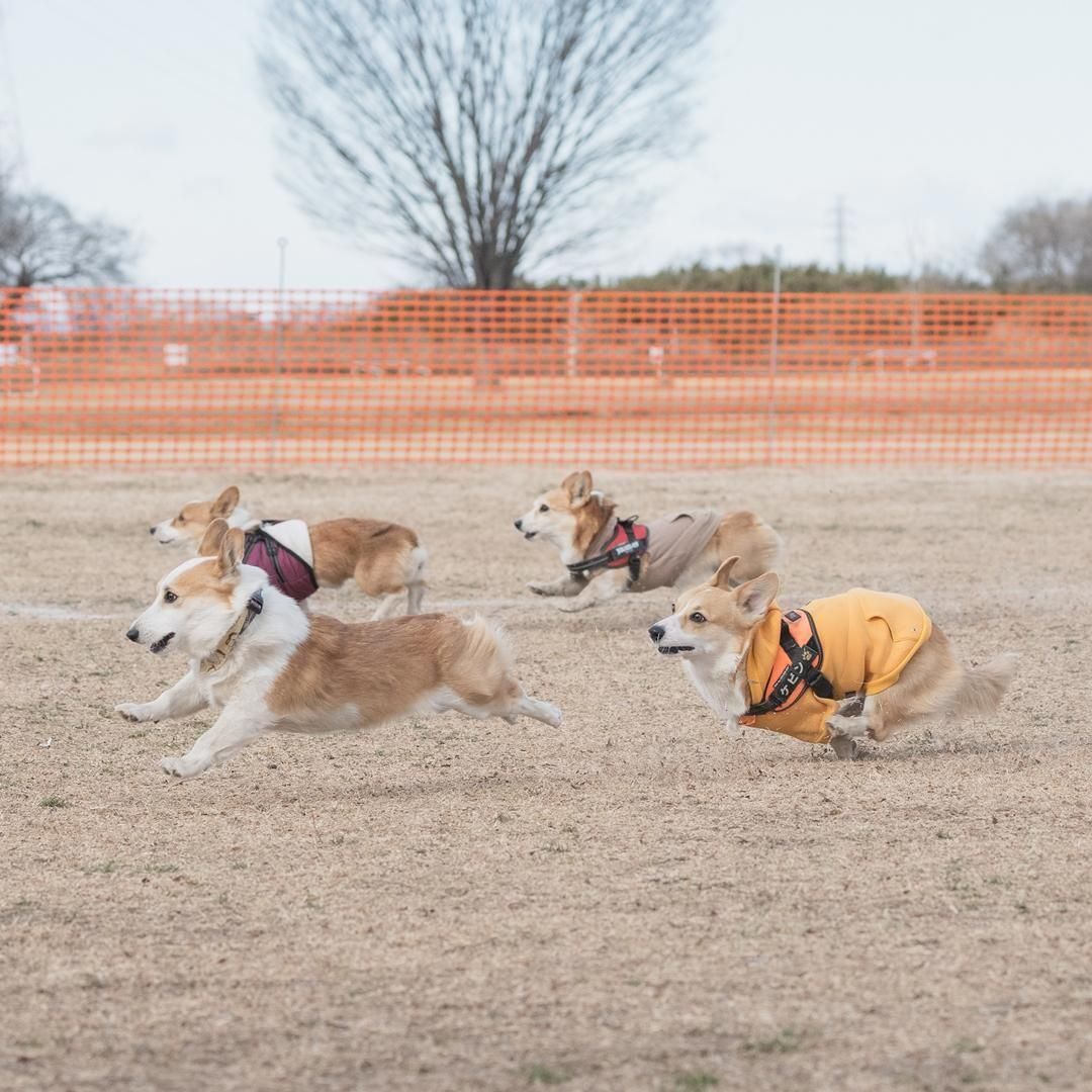 睡蓮の葉で寝る木彫りのコーギー 睡蓮の葉で寝る木彫りのコーギー 睡蓮の葉で寝る木彫りのコーギー
