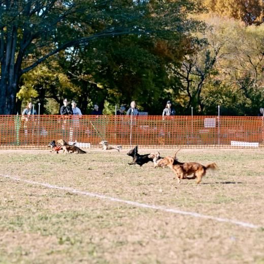 åեɥߡȥå 2025 30m졼ͽڡں