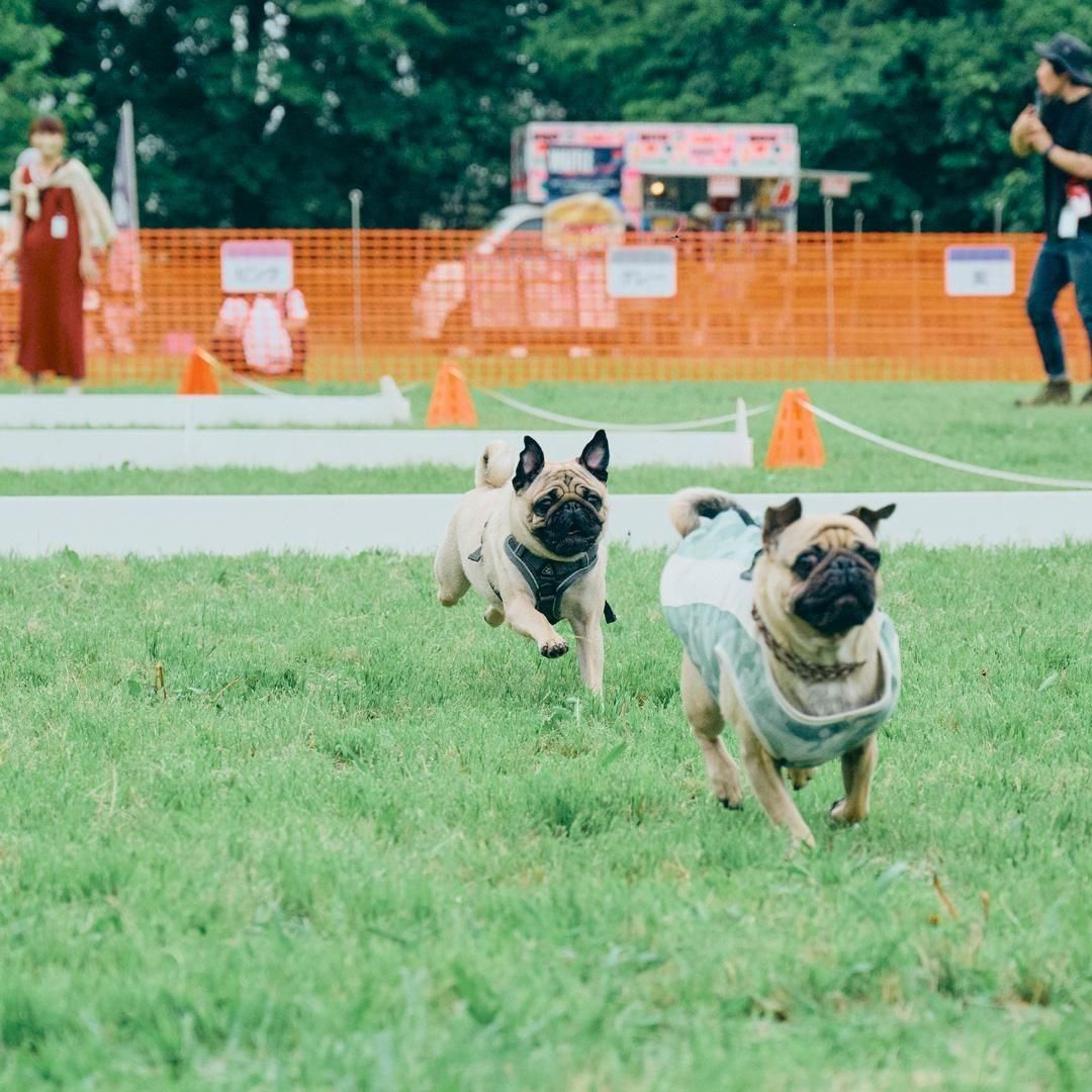 ボストンテリアフェスティバル2025秋 30mハードルレース予約ページ