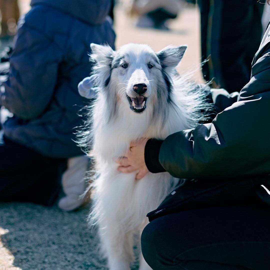 2026/2/7(土)シェルティミートアップ2026 シェルティが数百～数千頭