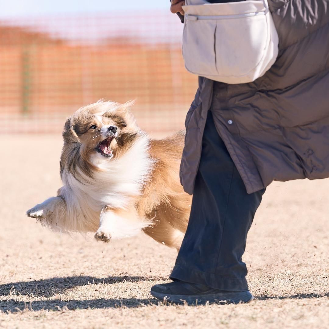 2026/2/7(土)シェルティミートアップ2026 シェルティが数百～数千頭