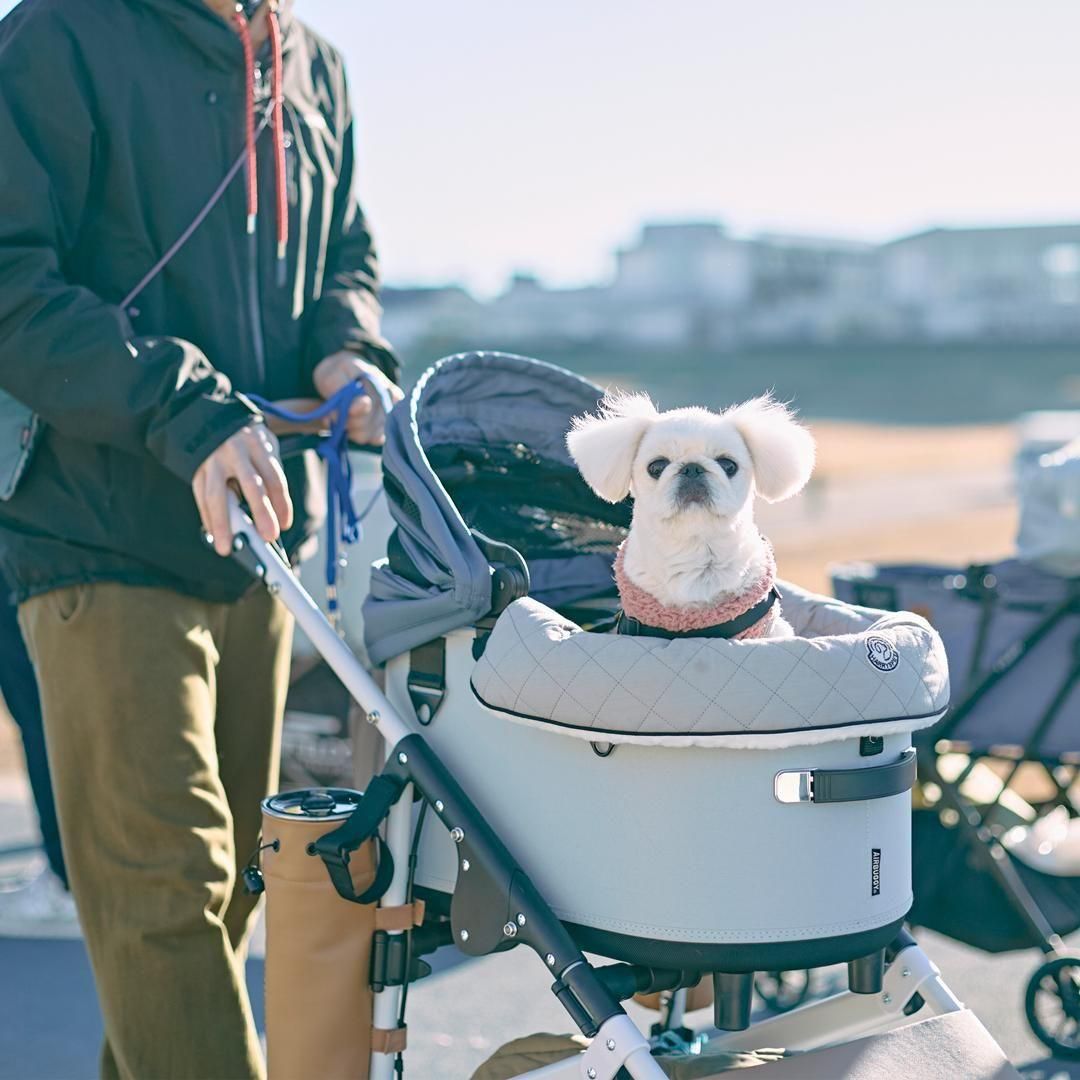 2026/2/22(日)ペキニーズミートアップ2026 ペキニーズが数百頭集まる