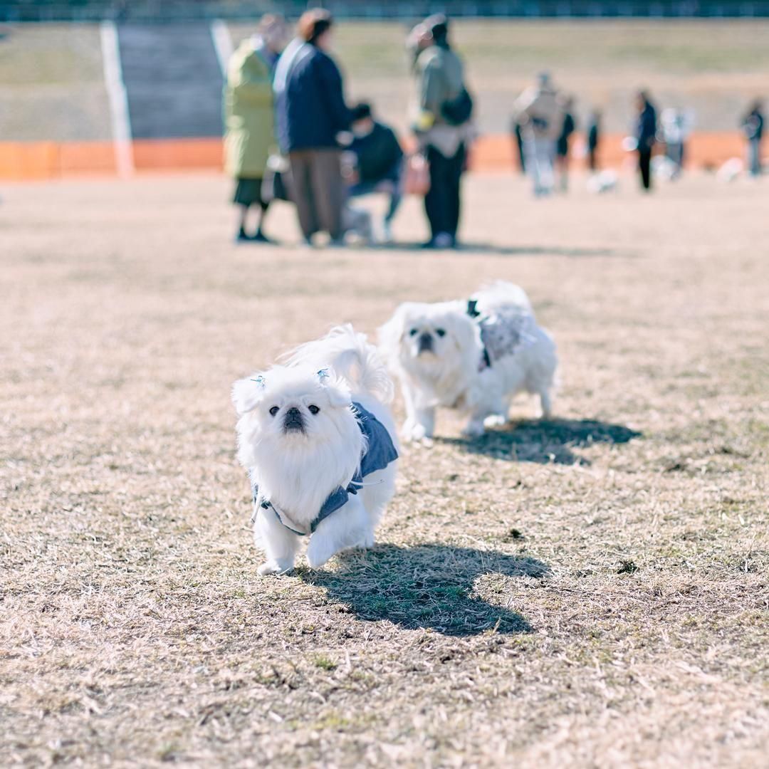 ペニー鈴木様へ③⑥ スズキ ベルハーモニー MBD-8+MBD-5