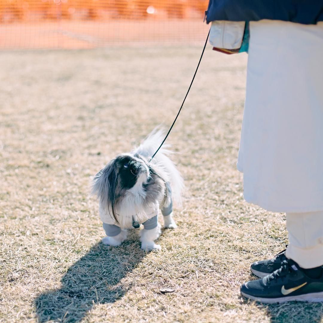 2026/2/22(日)ペキニーズミートアップ2026 ペキニーズが数百頭集まる