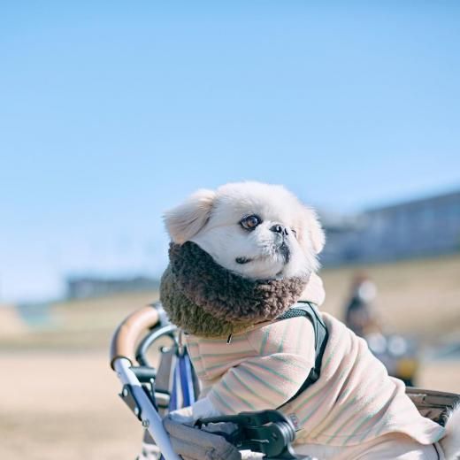 ڥˡߡȥå 2026  (222) ÿڡ