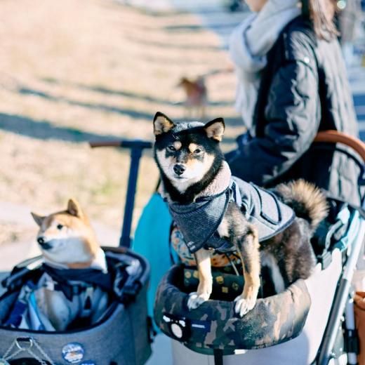  եƥХ 2026  (37) ÿڡͽŵо