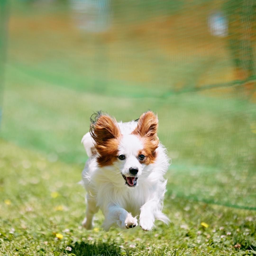 2026/4/19(日)パピヨンミートアップ2026 パピヨンが数百～数千頭集まる