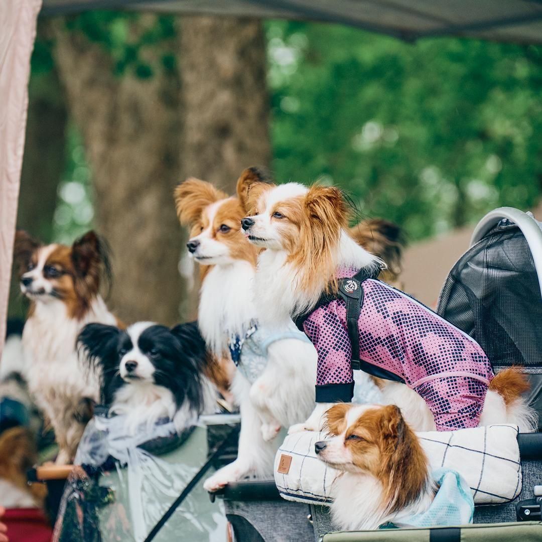 ★パピヨン⑱〜㉖★ 新潟県のパピヨン｜男の子・2025/05/26生まれ・ホワイト＆ブラック