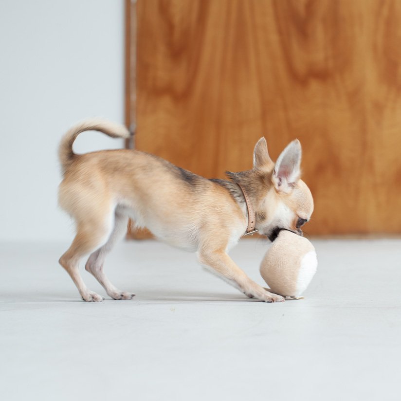 犬のおもちゃはドッググッズブランド通販/販売のfree stitch