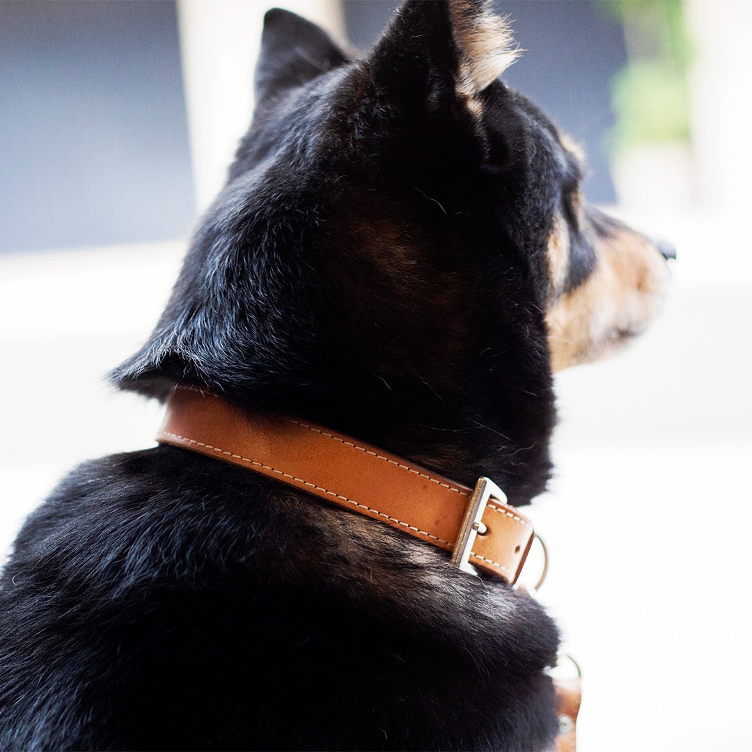 オファー お母さんが犬の首輪を