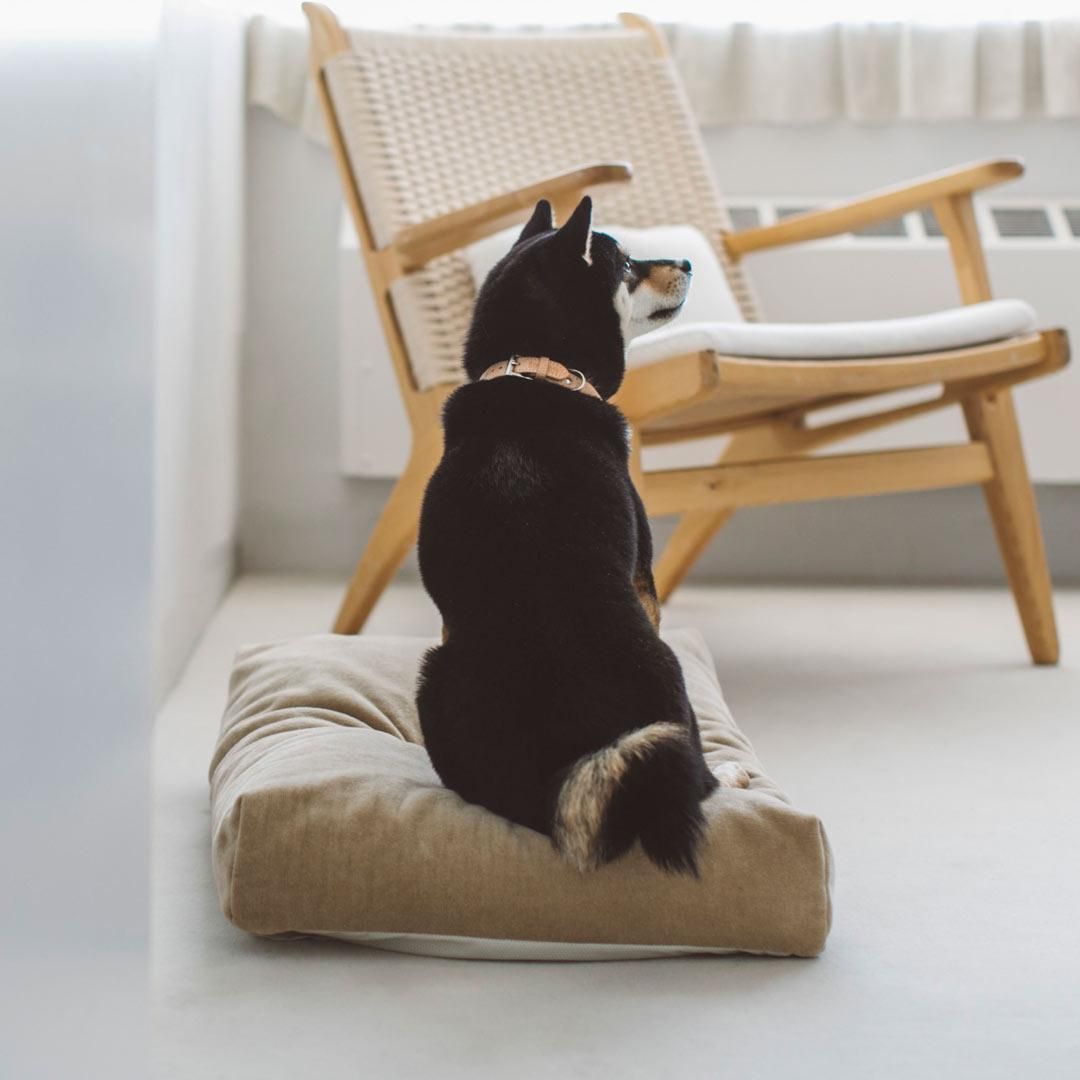 ヌメソフトカラー - ドッググッズ・猫グッズ通販 free stitch（フリー