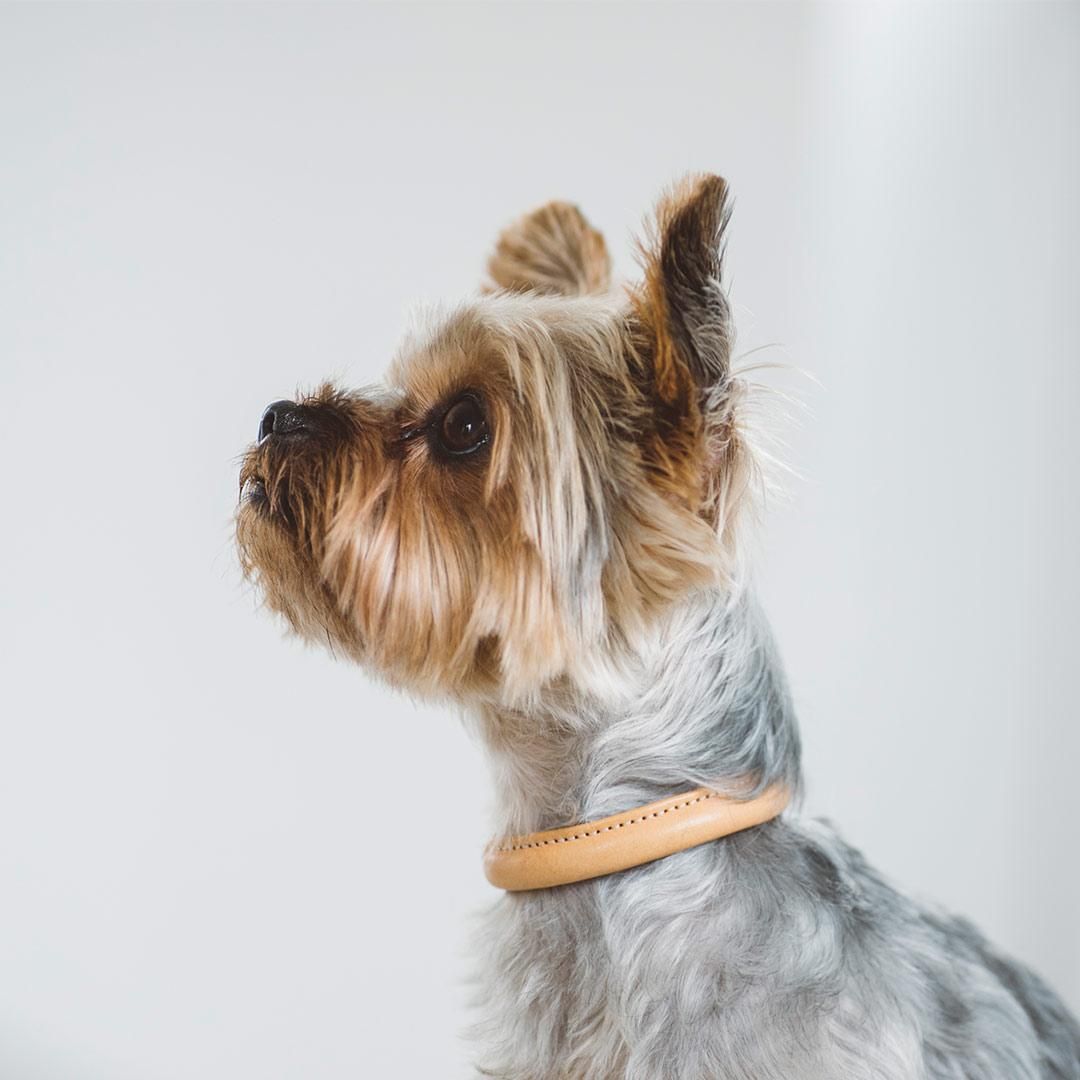 ヌメソフトカラー - ドッググッズ・猫グッズ通販 free stitch（フリー