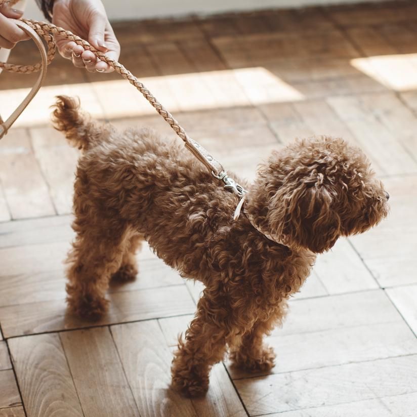 ST ARGO 首輪 ハーネス リードセット Matching Dog Harness & Lead Sets | ST ARGO