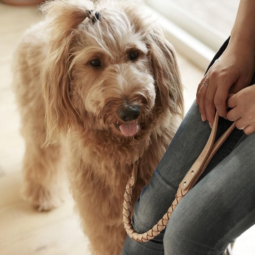 ヌメウーブンショートリード - ドッググッズ・猫グッズ通販 free