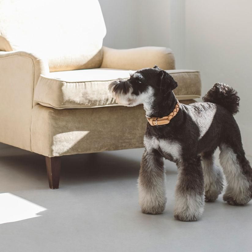 ヌメウーブンカラー - ドッググッズ・猫グッズ通販 free stitch