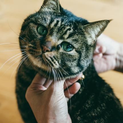 里親応援企画、猫ちゃんの首輪を無料で贈呈いたします