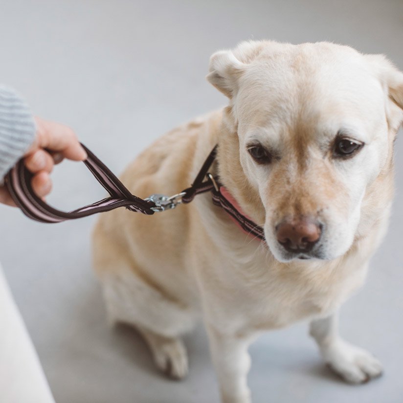 犬 セール リード 販売