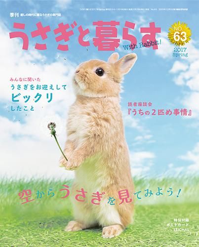 うさぎさん ネザーランドドワーフのパパうさぎ ⁡テオドールくん タッチ