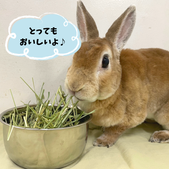 小さな畑のうさぎ牧草 イタリアンライグラス - うさぎ専門店 小さな畑のうさぎ牧草 イタリアンライグラス - うさぎ専門店