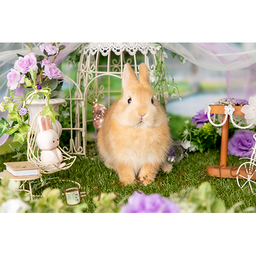 支援】うさぎのポストカードセット(ブラボー・ヴァネッサ 支援】うさぎのポストカードセット(ブラボー・ヴァネッサ