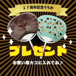<img class='new_mark_img1' src='https://img.shop-pro.jp/img/new/icons5.gif' style='border:none;display:inline;margin:0px;padding:0px;width:auto;' />ǯǰץ쥼