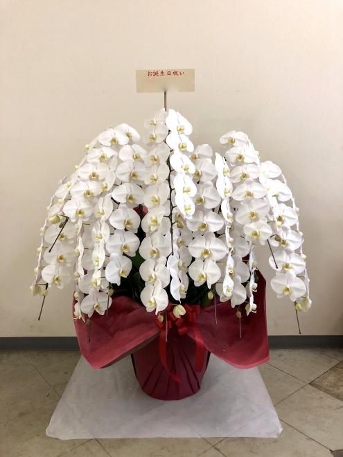 胡蝶蘭10本立ち｜名古屋の花屋ゴールデンチャイルドガーデン