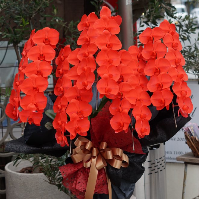 胡蝶蘭５本立ち（真っ赤）｜名古屋の花屋ゴールデンチャイルドガーデン