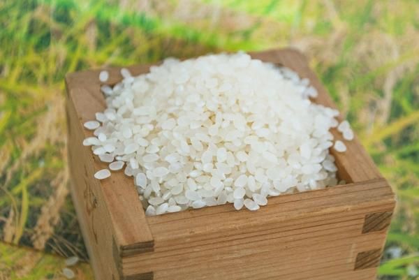特別栽培米 京都丹後コシヒカリ3Kg | 健康に配慮したお米 - 丹後 特別栽培米 京都丹後コシヒカリ3Kg | 健康に配慮したお米 - 丹後