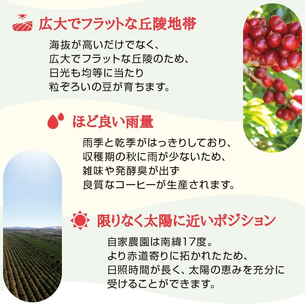 (3)広大でフラットな丘陵地帯 海抜が高いだけでなく、広大でフラットな丘陵のため、日光も均等に当たり粒ぞろいの豆が育ちます。 (4)ほどよい雨量雨季と乾季がはっきりしており、収穫期の秋に雨が少ないため、雑味や発酵臭が出ず良質なコーヒーが生産されます。 (5)限りなく太陽に近いポジション 自家農園は南緯17度。より赤道寄りに拓かれたため、日照時間が長く、太陽の恵みを充分に受けることができます。