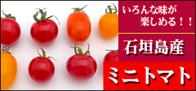 石垣島産ミニトマト