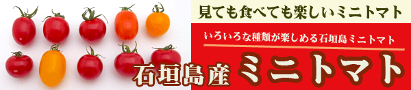 石垣島産ミニトマト