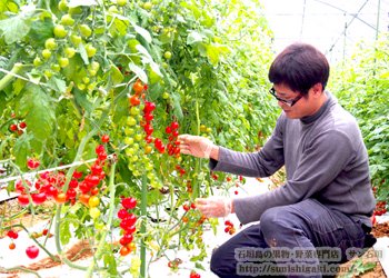 トマトベリー　栽培農家さん