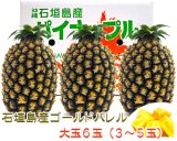 石垣島ゴールドバレル 小玉２ｋｇ(2～4玉)送料無料 販売/サン石垣通販